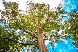 Mulching Services in Colonial Pine Hills, SD