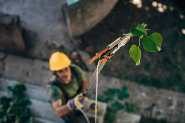 How Our Tree Care Process Works  in  Colonial Pine Hills, SD